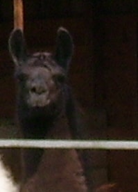 Unsere Lamas