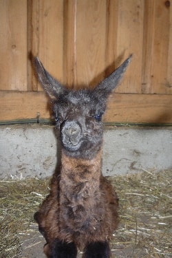 Unsere Lamas