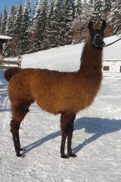 Unsere Lamas