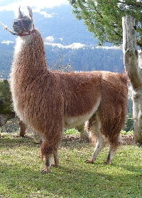 Unsere Lamas