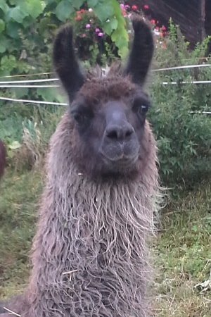Unsere Lamas