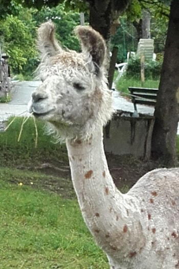 Unsere Lamas