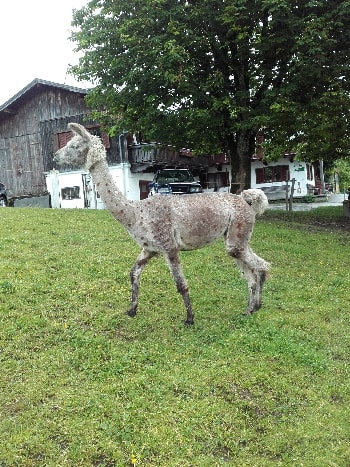 Unsere Lamas
