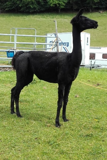 Unsere Lamas