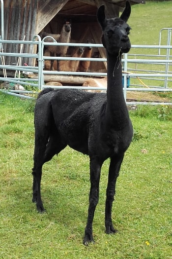 Unsere Lamas