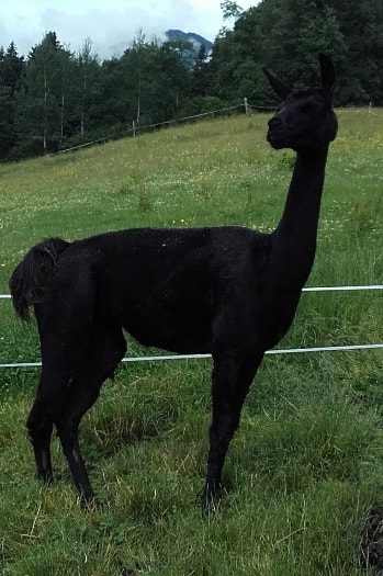 Unsere Lamas