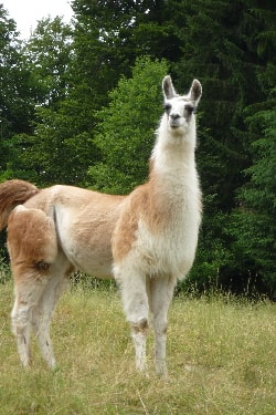 Unsere Lamas