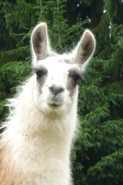 Unsere Lamas