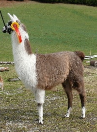 Unsere Lamas