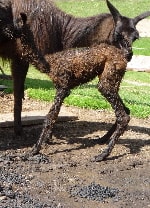 Unsere Lamas