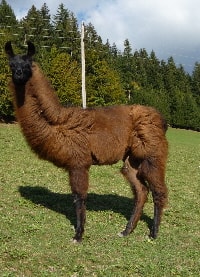 Unsere Lamas