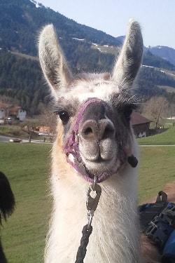 Unsere Lamas