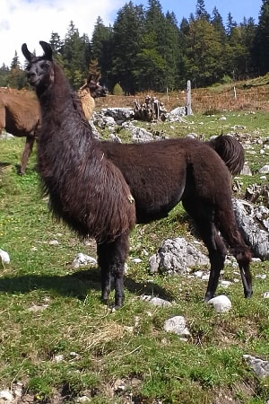 Unsere Lamas