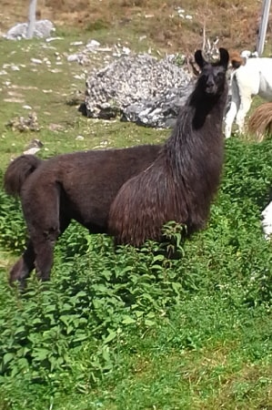 Unsere Lamas
