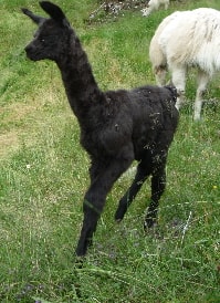 Unsere Lamas