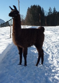 Unsere Lamas