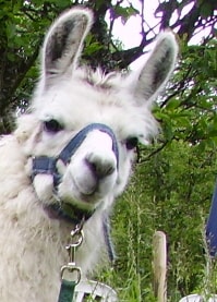 Unsere Lamas