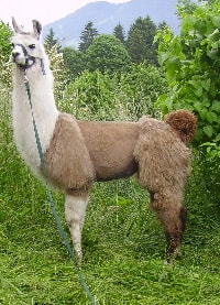 Unsere Lamas