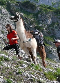 Unsere Lamas