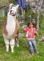 Unsere Lamas