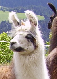 Unsere Lamas