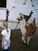 Unsere Lamas