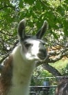 Unsere Lamas