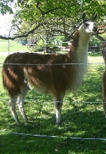 Unsere Lamas
