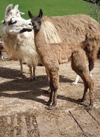 Unsere Lamas