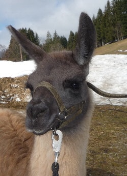 Unsere Lamas