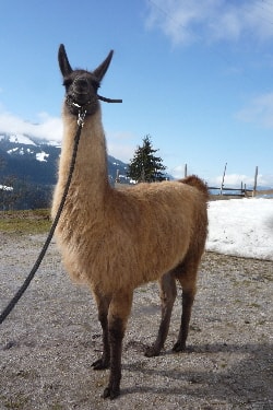 Unsere Lamas