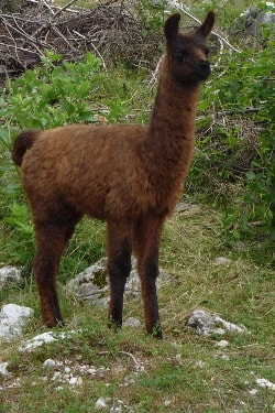 Unsere Lamas