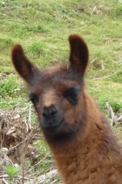 Unsere Lamas