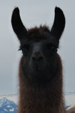 Unsere Lamas