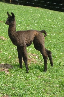 Unsere Lamas
