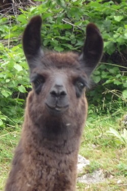 Unsere Lamas
