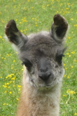 Unsere Lamas