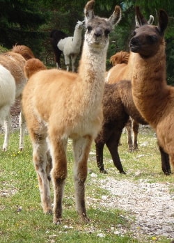 Unsere Lamas
