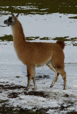 Unsere Lamas