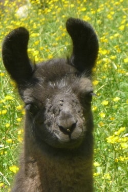 Unsere Lamas