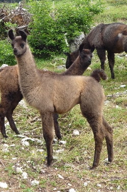 Unsere Lamas