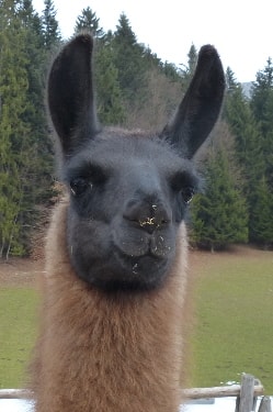 Unsere Lamas