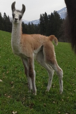 Unsere Lamas