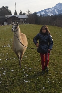 Unsere Lamas