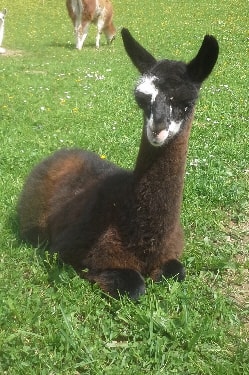 Unsere Lamas