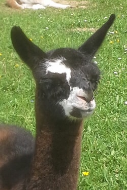 Unsere Lamas