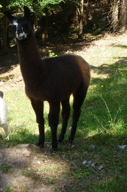 Unsere Lamas