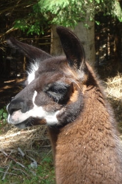 Unsere Lamas