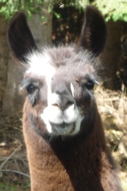 Unsere Lamas