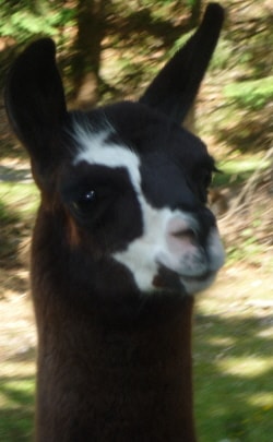 Unsere Lamas